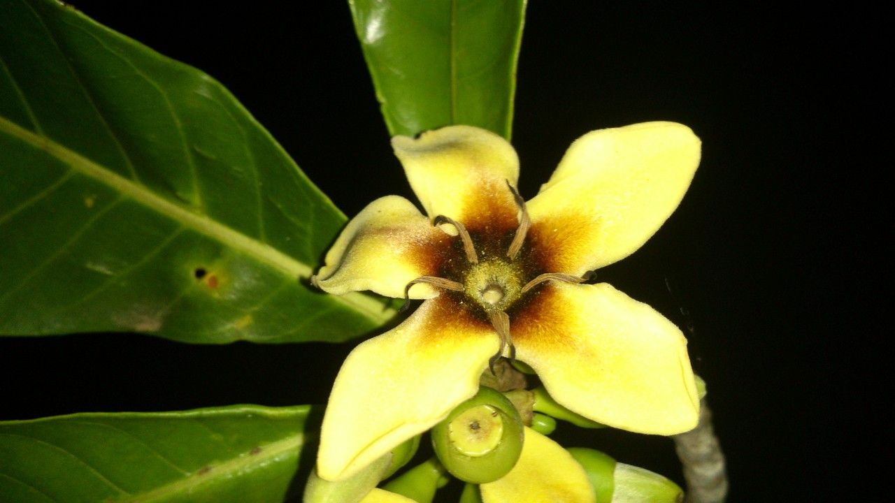 Genipa americana flower