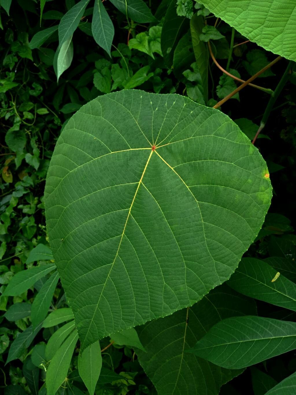 Macaranga tanarius leaf