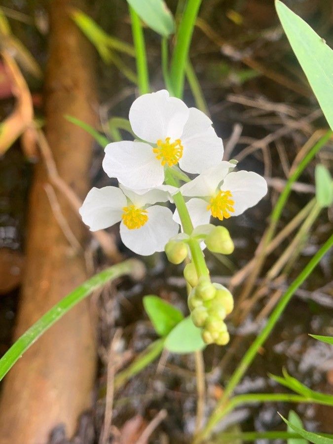 Sagittaria rigida flower