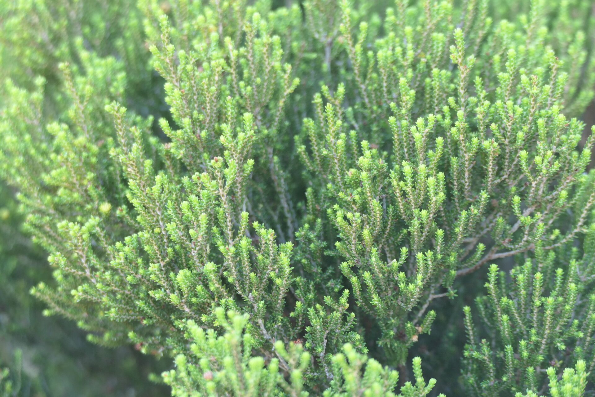 Erica tristis — search result for 'Erica'