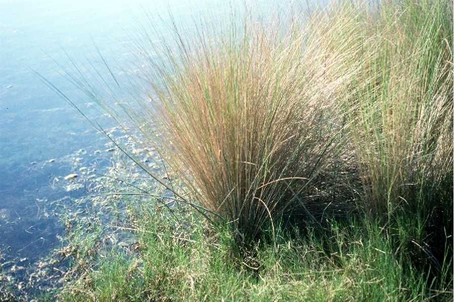 Spartina bakeri — related species from the same genus