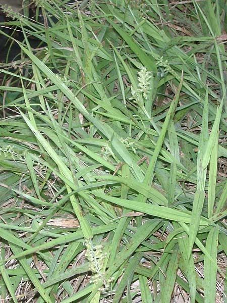 Cenchrus agrimonioides habit