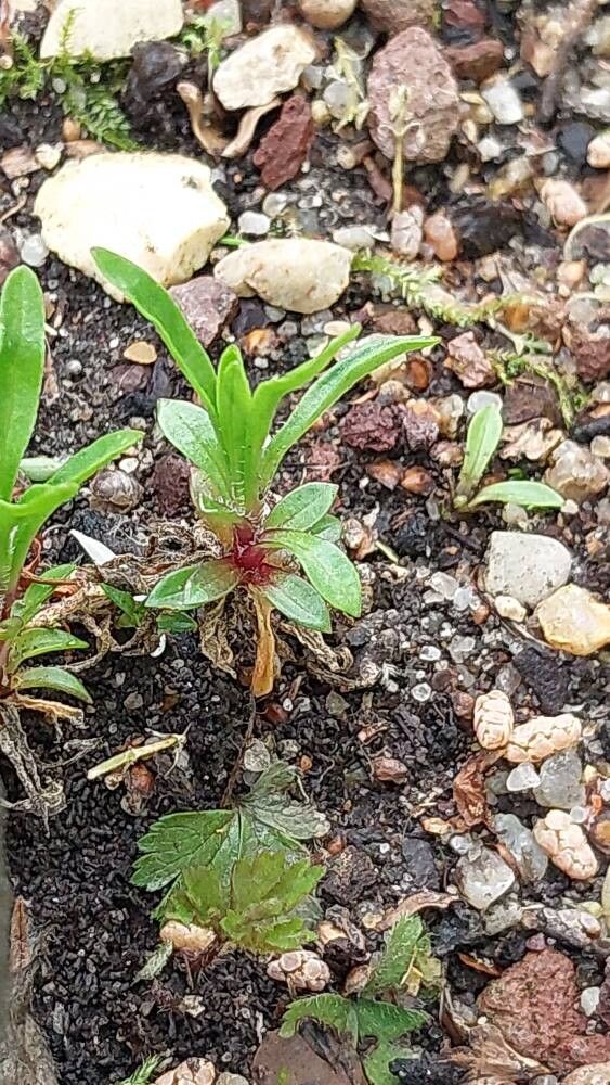 Heliosperma alpestre — related species from the same genus