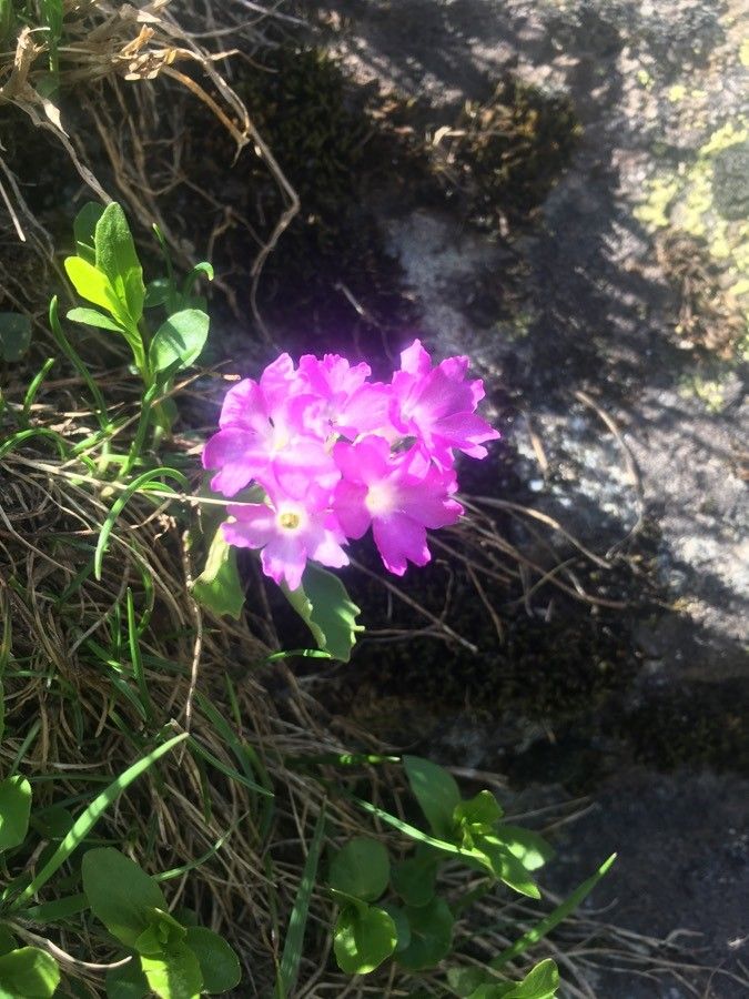Primula daonensis flower