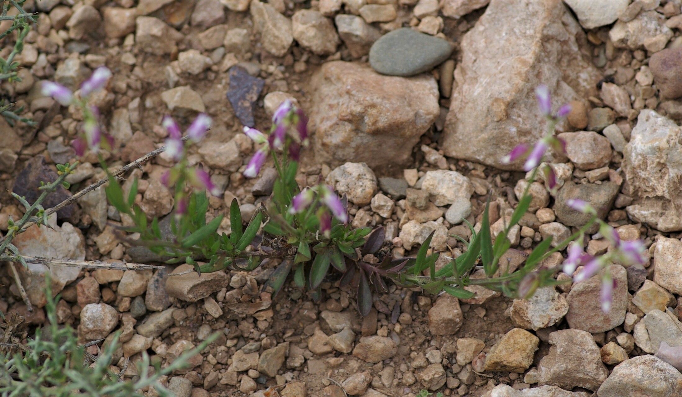Polygala nicaeensis leaf