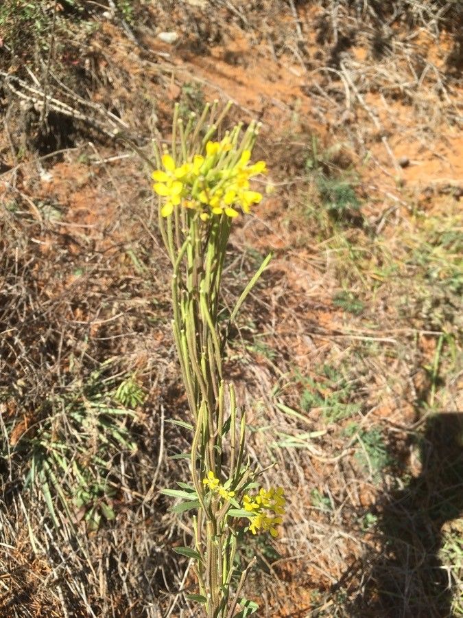 Erysimum virgatum flower
