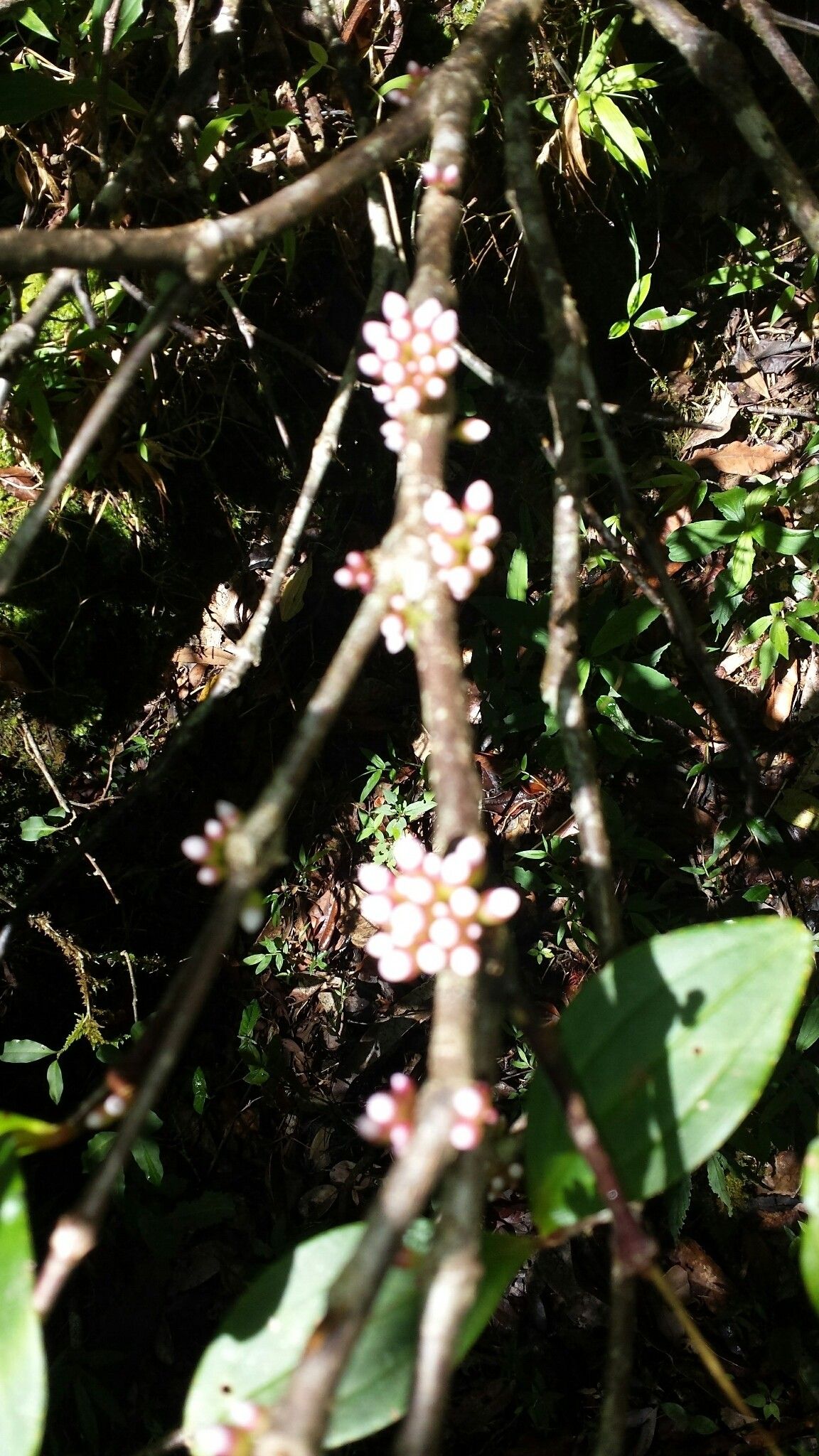 Medinilla chermezonii flower