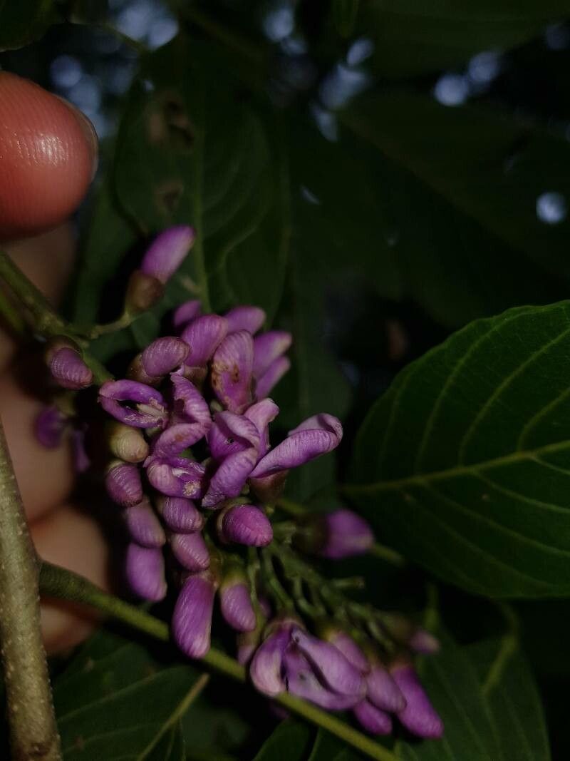 Lonchocarpus acuminatus — related species from the same genus