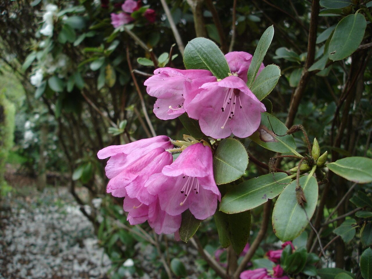 Rhododendron maculiferum — houseplant care guide