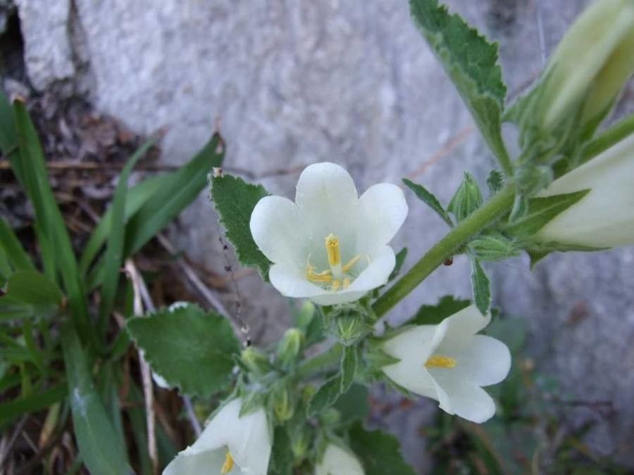 Campanula lanata flower
