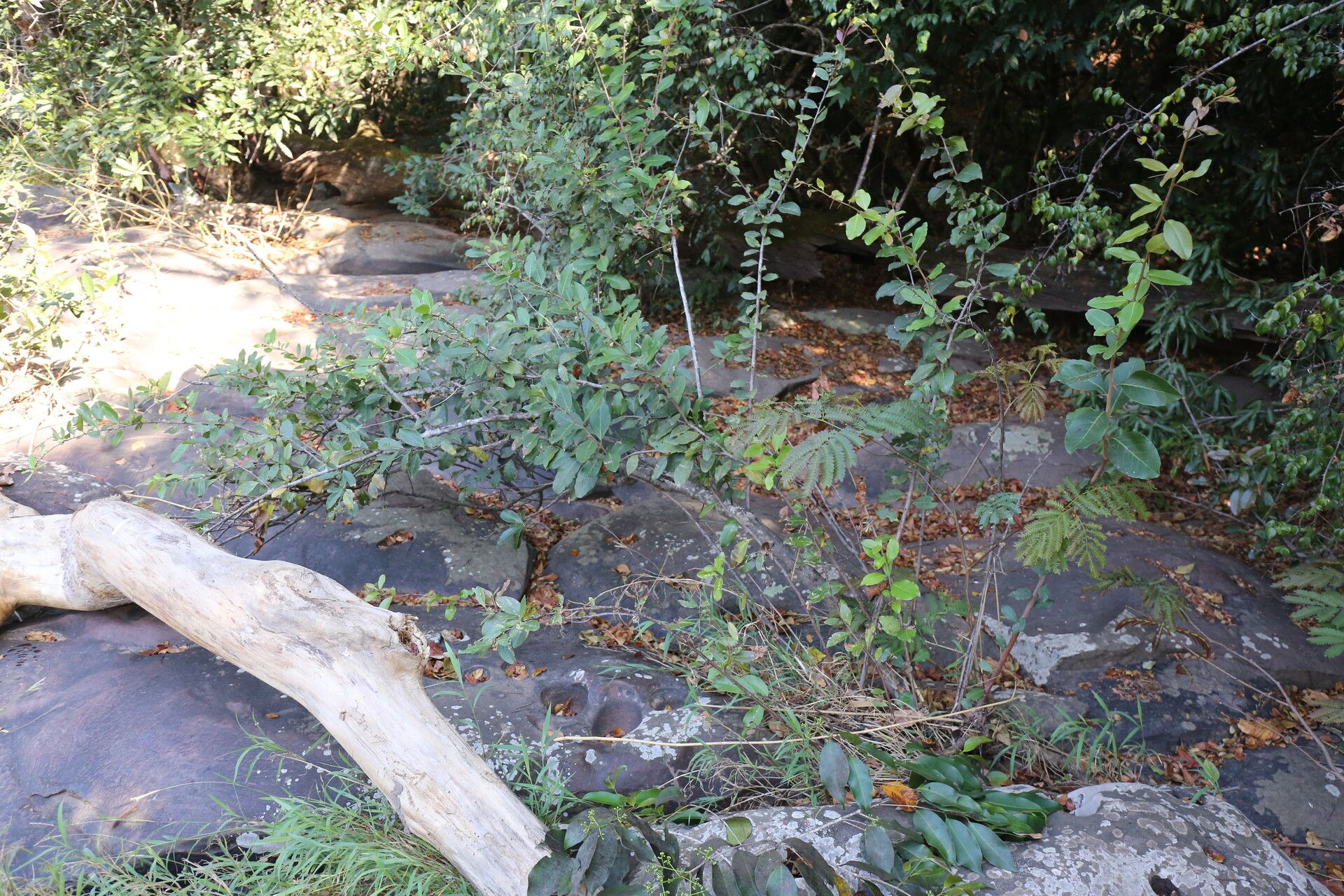 Gymnosporia buchananii habit