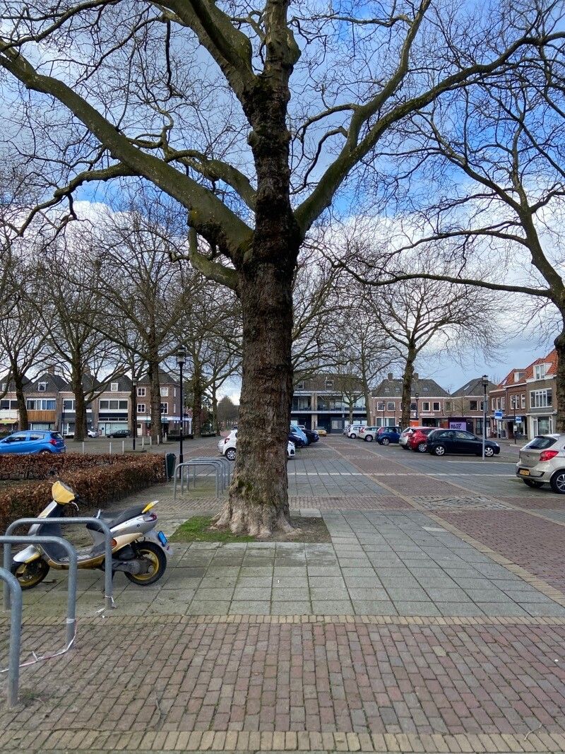 Platanus spp. — houseplant care guide