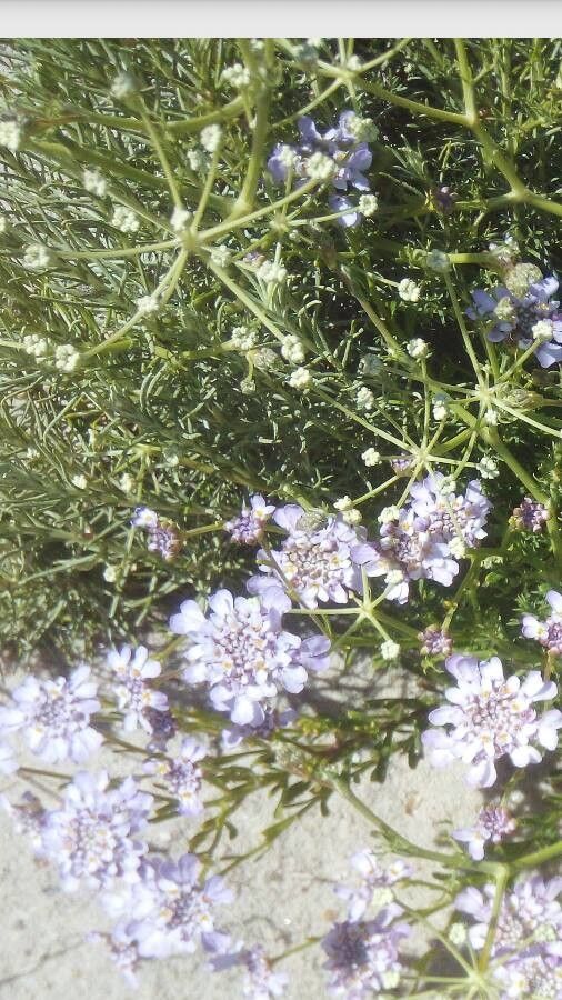 Iberis aurosica flower