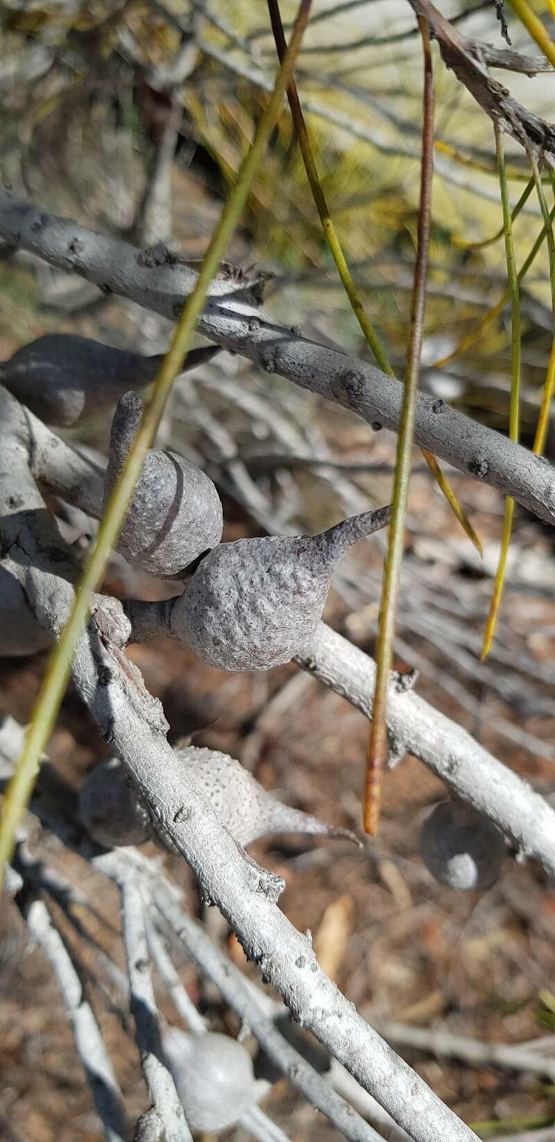 Hakea orthorrhyncha fruit