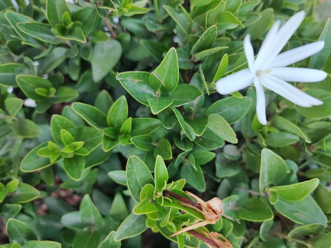 Jasminum multipartitum leaf