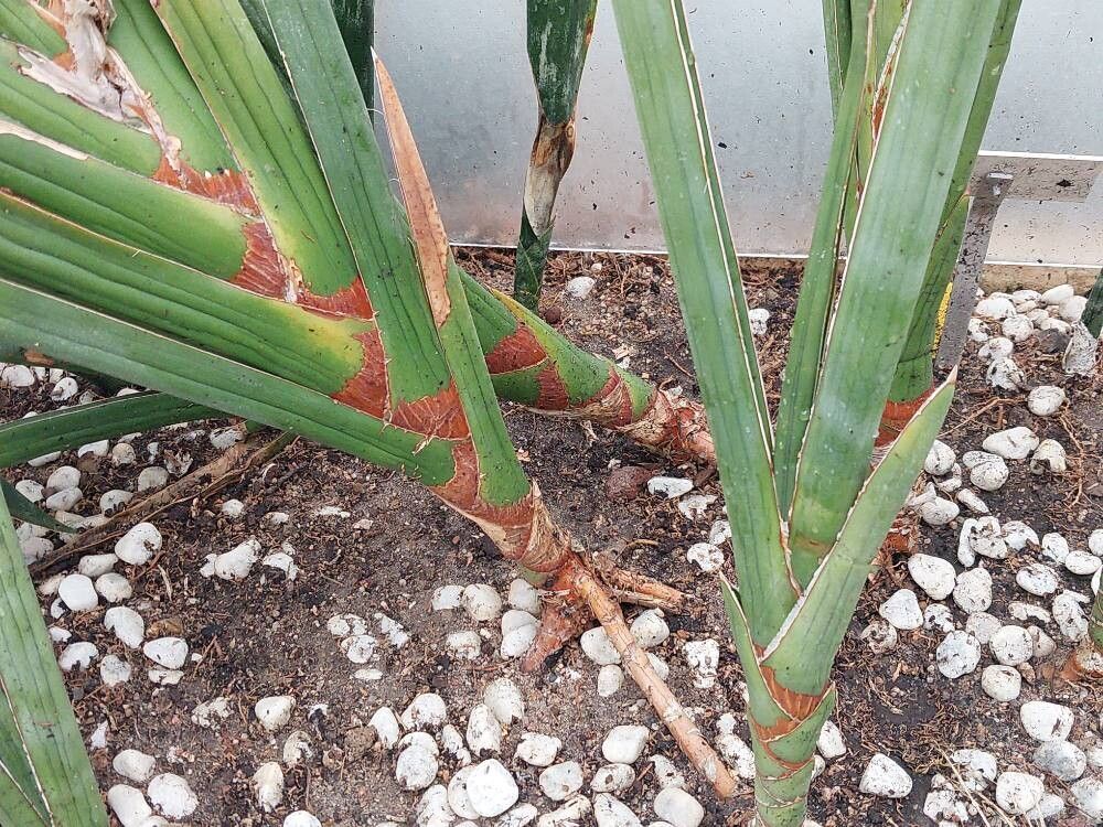 Dracaena perrotii bark