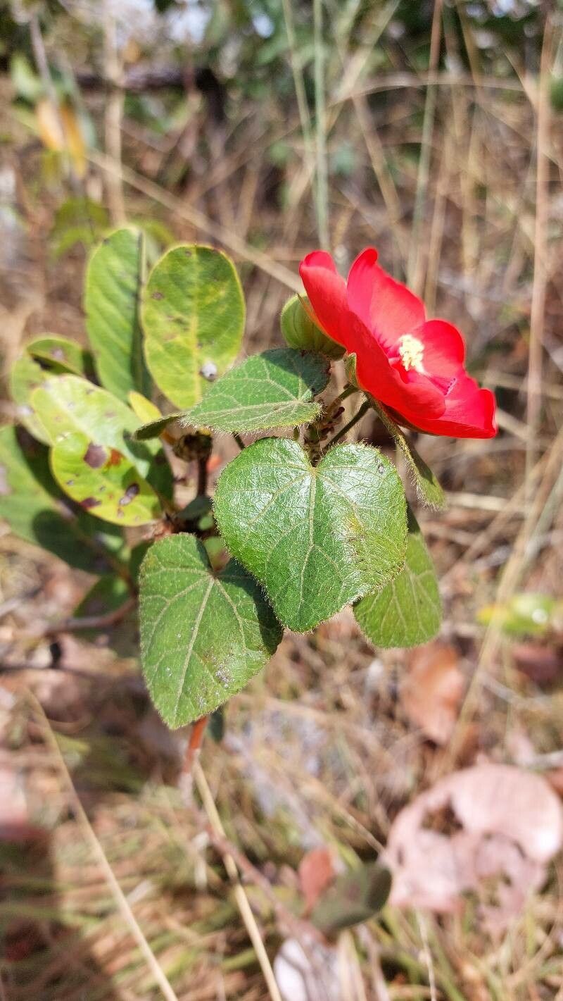 Pavonia rosa-campestris — houseplant care guide