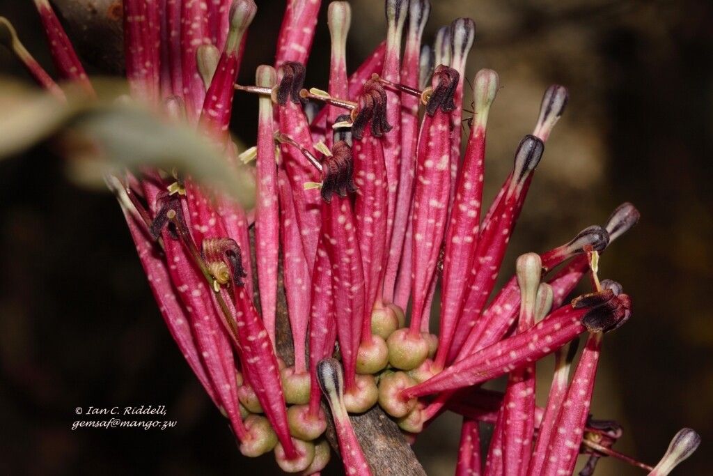 Tapinanthus forbesii flower