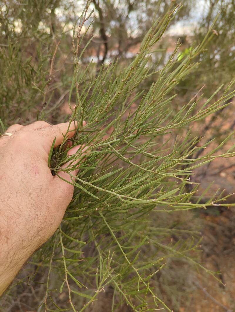 Acacia cuspidifolia — houseplant care guide