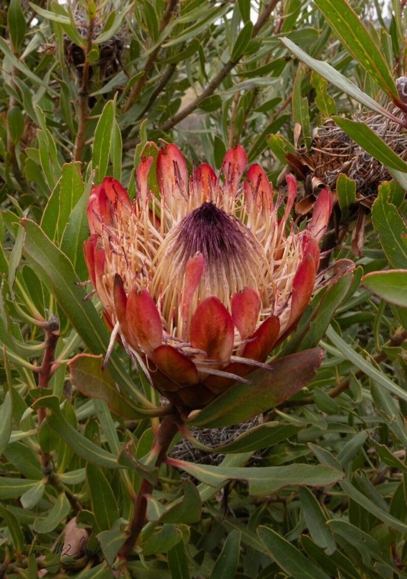 Protea susannae — search result for 'Protea'