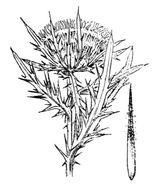Cirsium × chatenieri — search result for 'Cirsium'