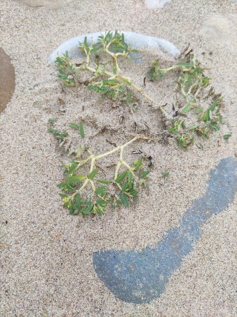 Euphorbia polygonifolia — houseplant care guide