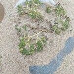 Euphorbia polygonifolia