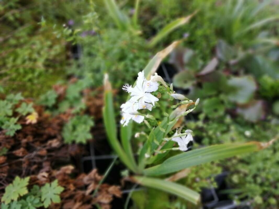 Iris formosana flower