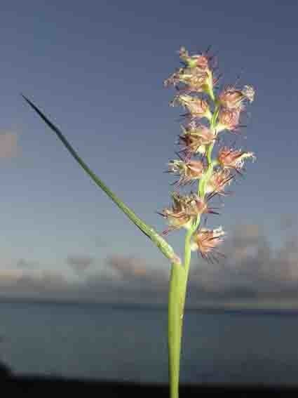 Cenchrus caliculatus — houseplant care guide