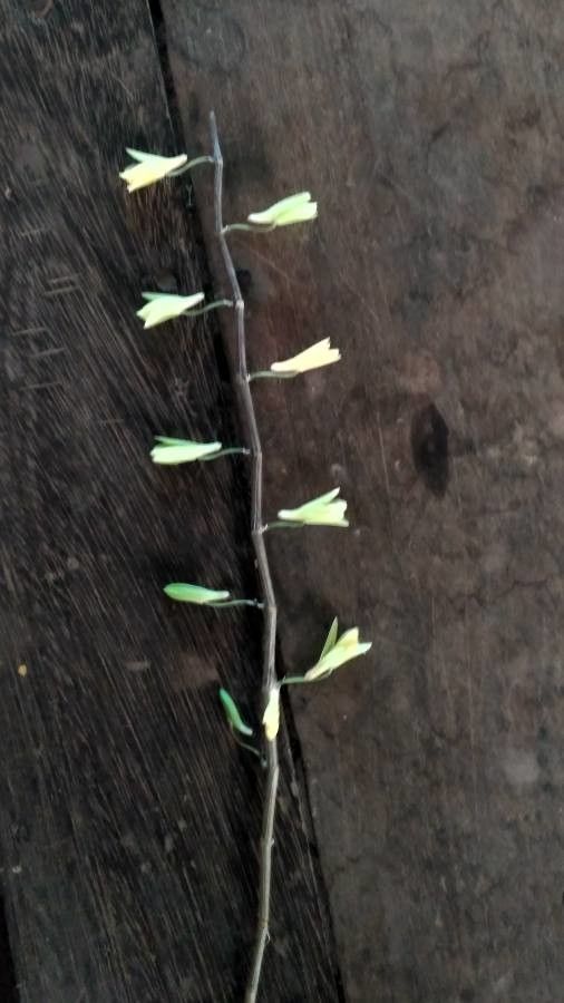 Melica mutica flower