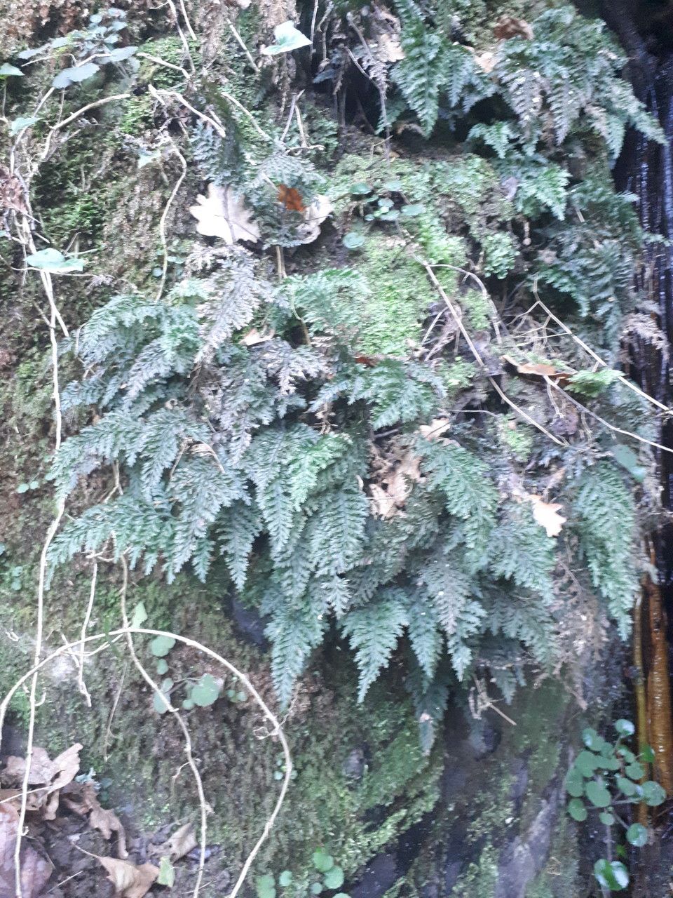 Vandenboschia speciosa habit