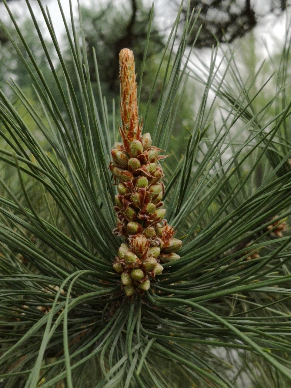 Pinus tabuliformis flower