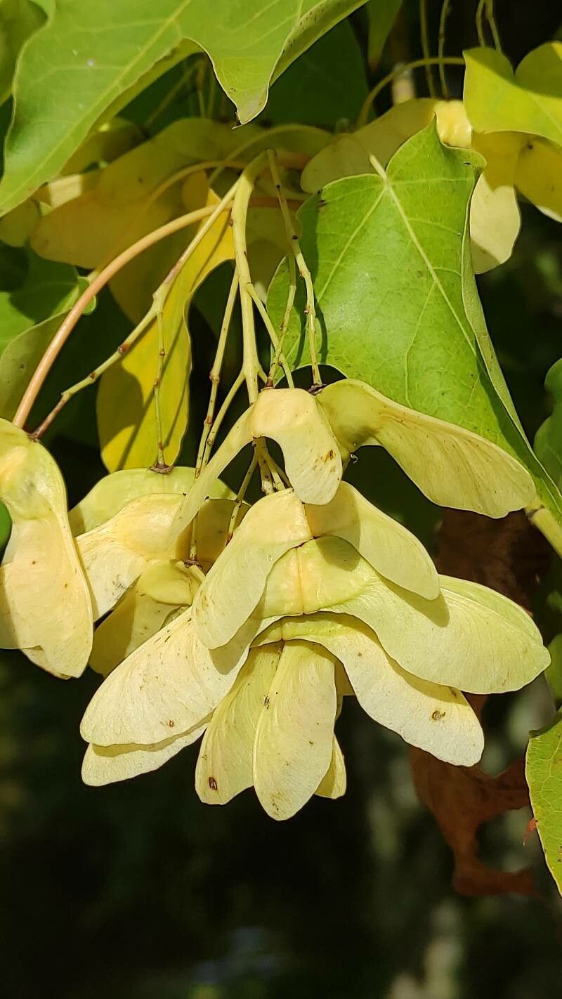 Acer cappadocicum fruit