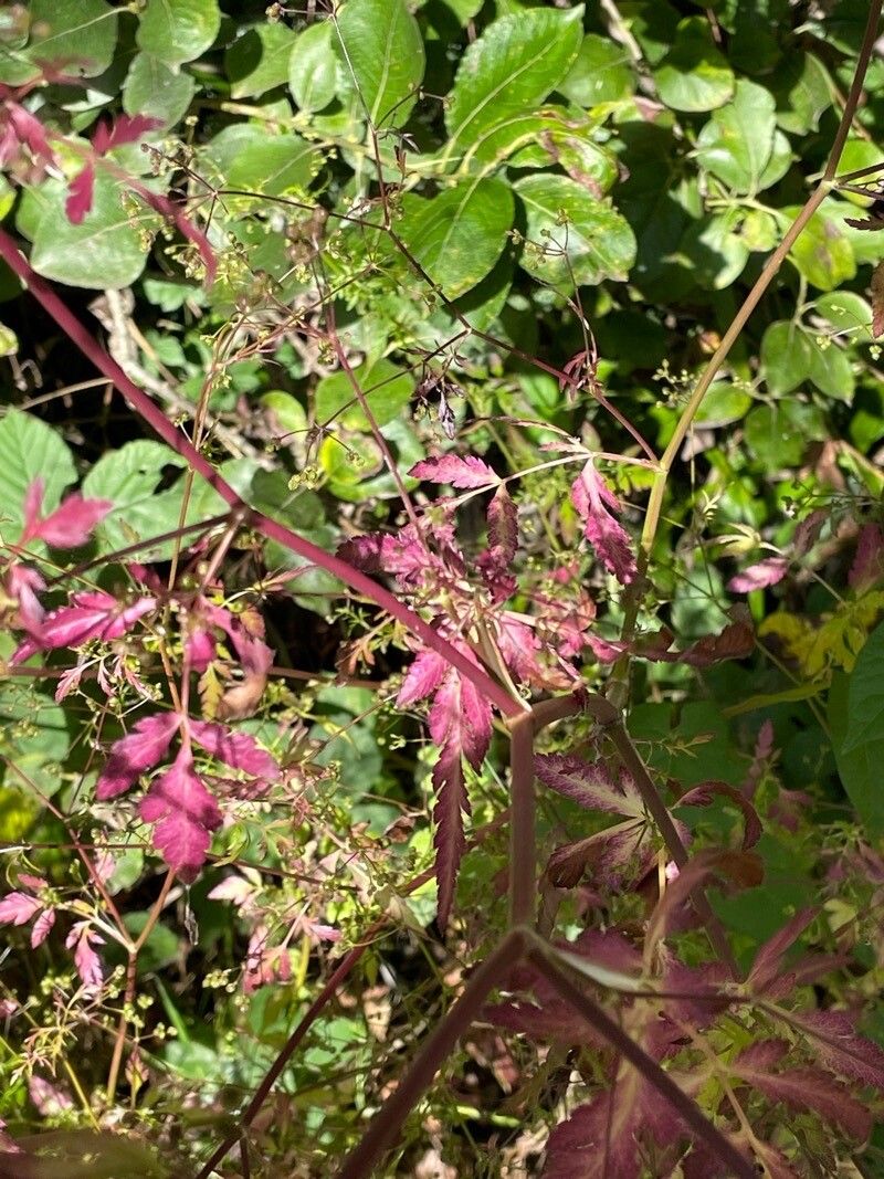 Sison amomum — houseplant care guide