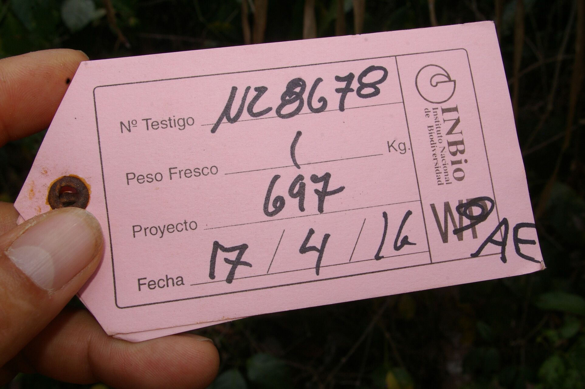 Machaerium microphyllum other