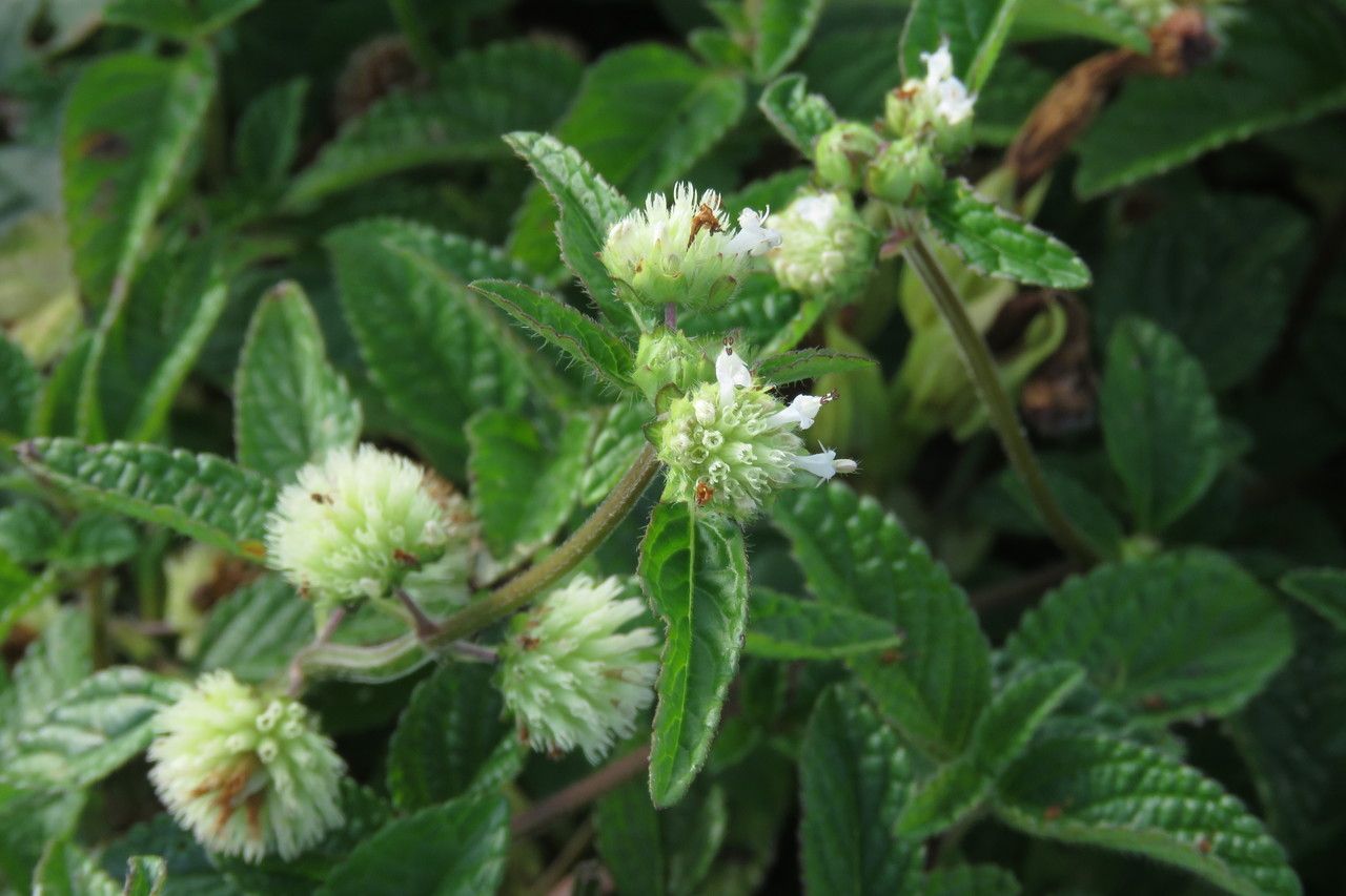Hyptis atrorubens flower