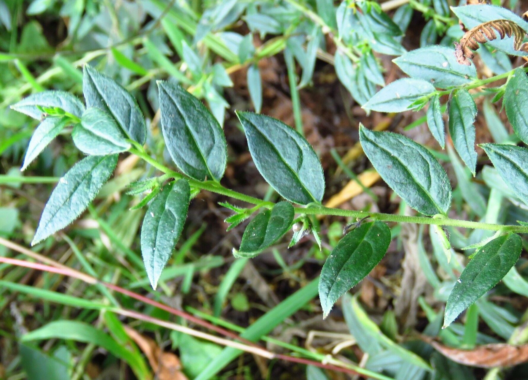 Lithospermum afromontanum — related species from the same genus