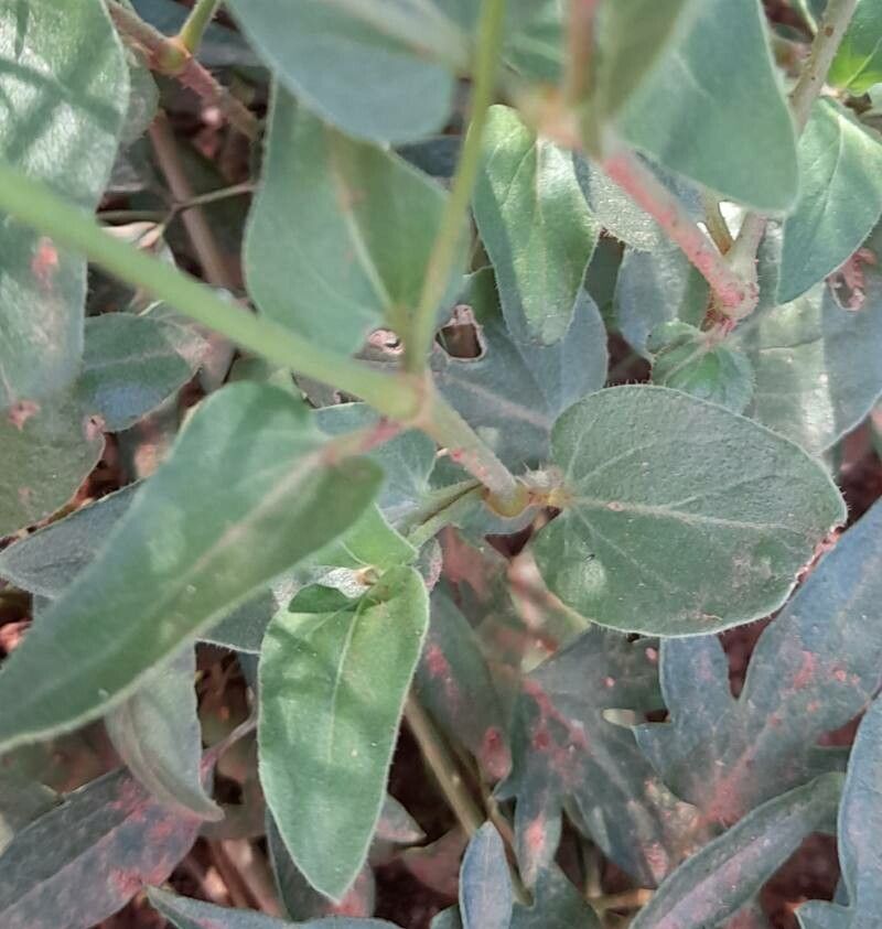 Mirabilis ovata leaf