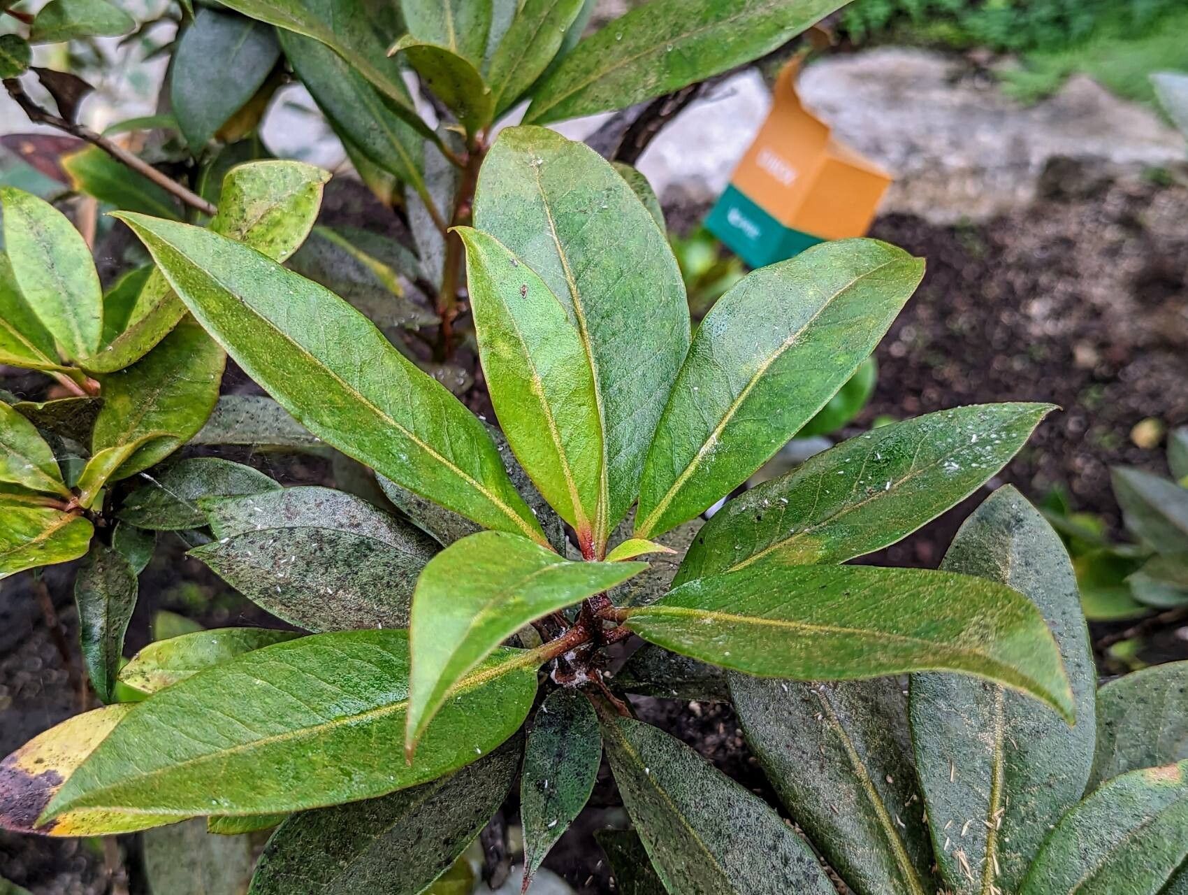 Rhododendron rarilepidotum — houseplant care guide