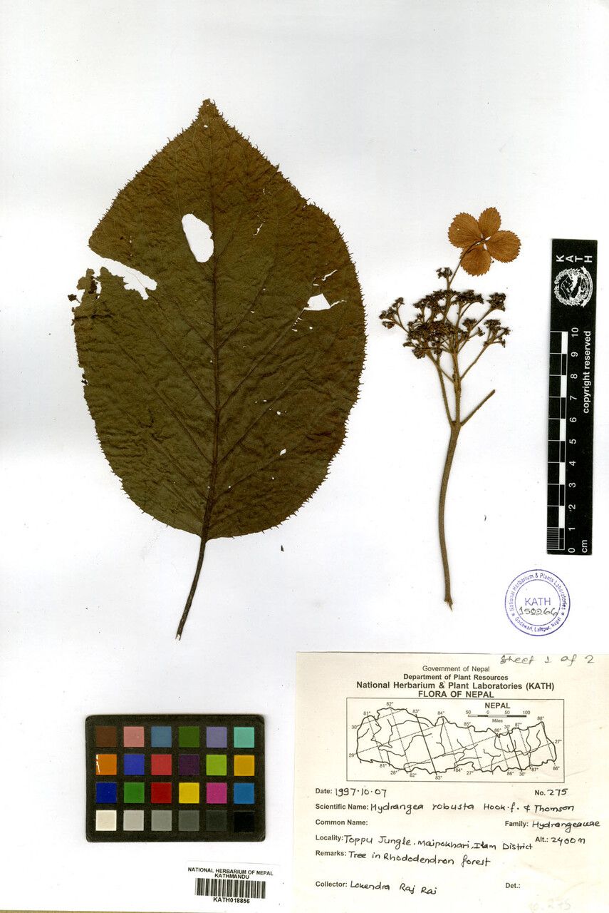 Hydrangea robusta other