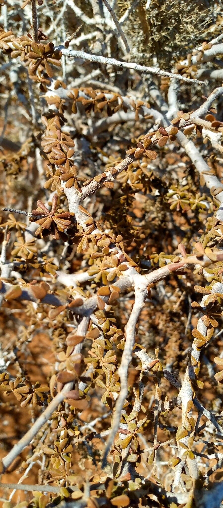 Diospyros manampetsae leaf