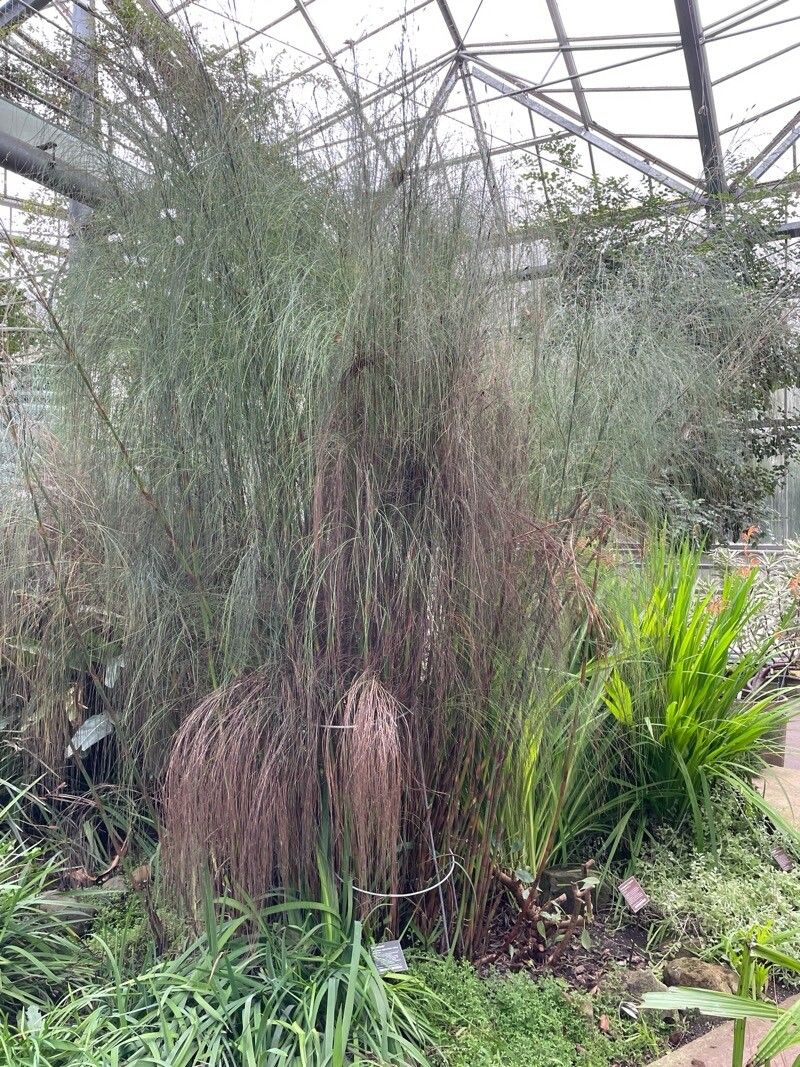 Cannomois virgata habit