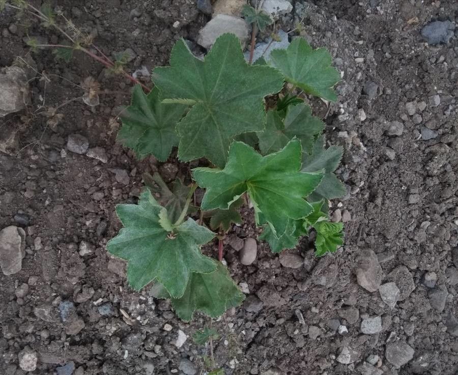 Alchemilla glaucescens leaf
