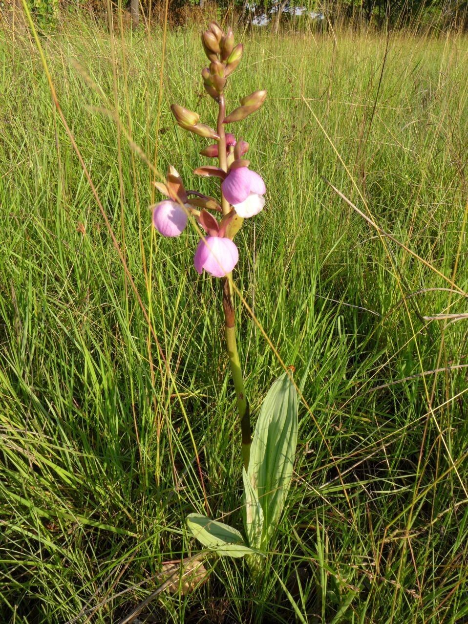 Eulophia latilabris habit