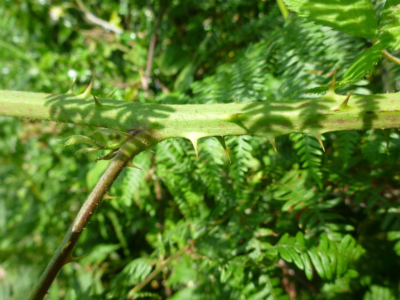Rubus scabripes bark