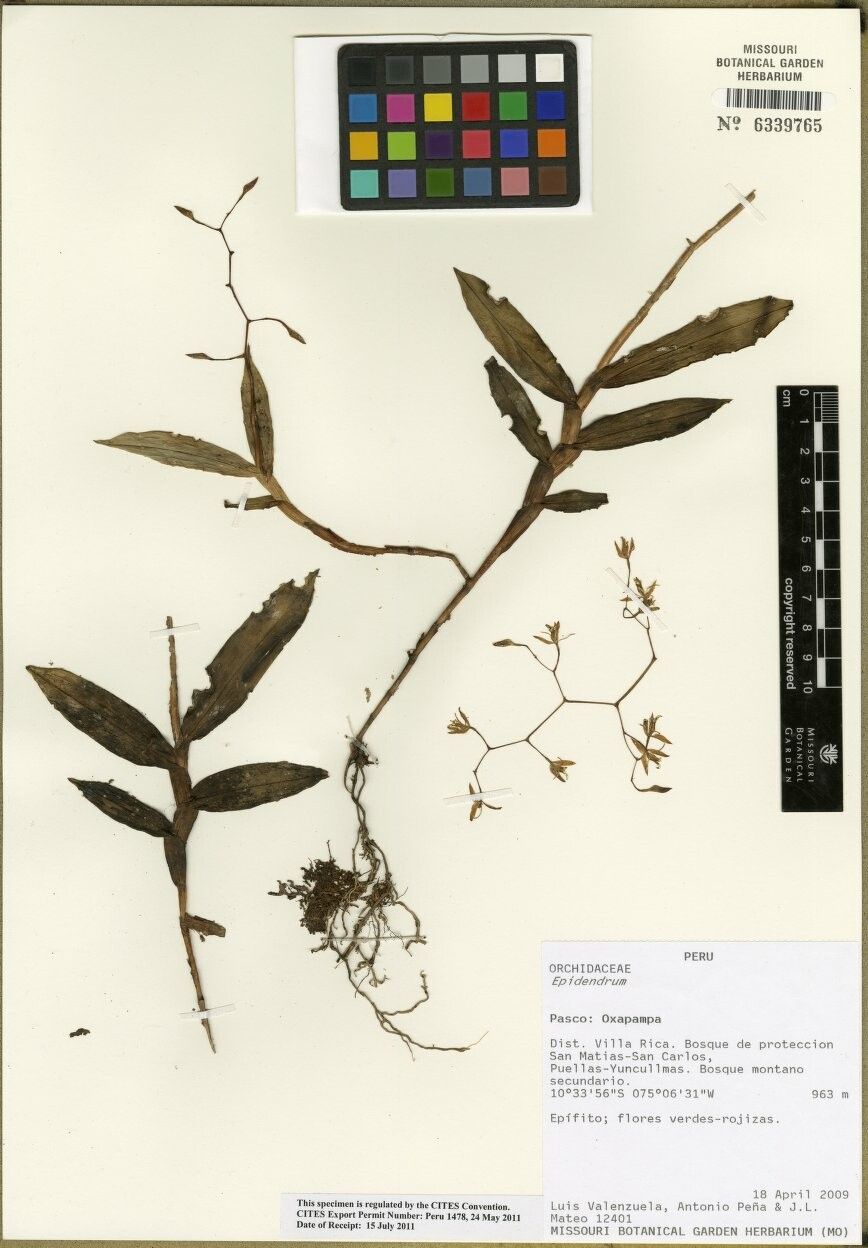 Epidendrum compressum other