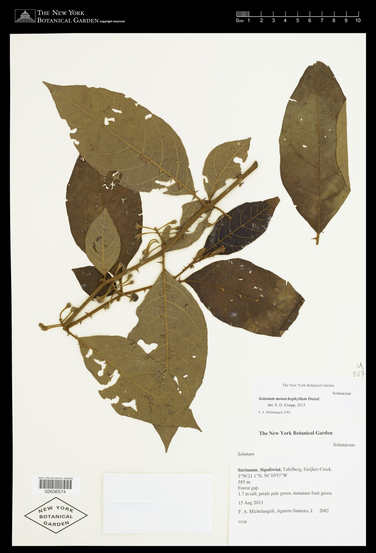 Solanum costatum — houseplant care guide