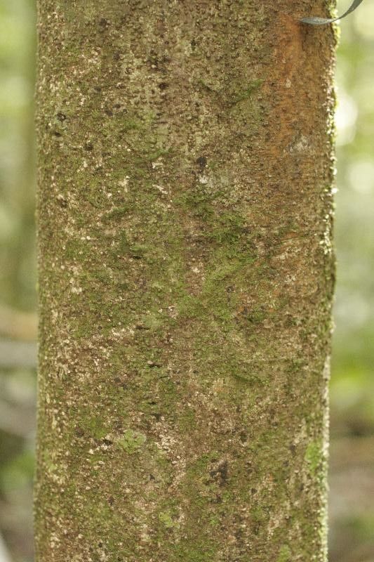 Protium apiculatum bark