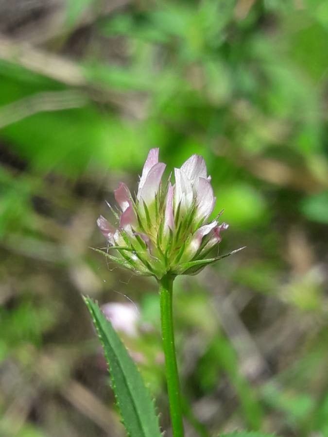 Trifolium strictum flower