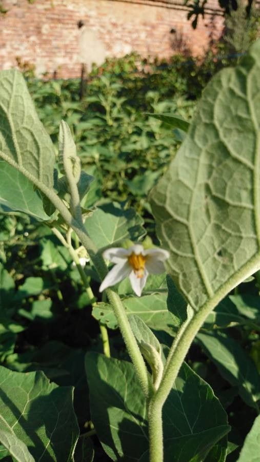 Solanum aethiopicum flower